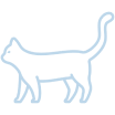 Черный кот