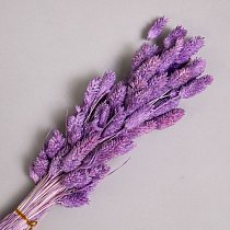 Сухоцвет Фаларис 60см,  высуш.,  сиреневый (60 шт./уп.)